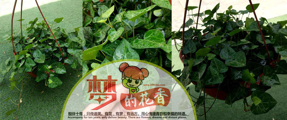 心型常春藤吊兰加水印.jpg